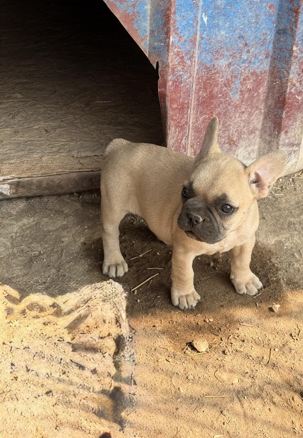 ÇOK ACİL SAHİPLENDİRİLECEK DİŞİ FRENCH BULLDOG YAVRUM