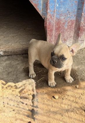 ÇOK ACİL SAHİPLENDİRİLECEK DİŞİ FRENCH BULLDOG YAVRUM