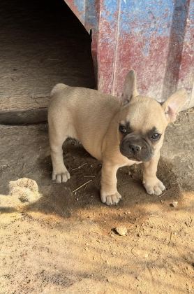 ÇOK ACİL SAHİPLENDİRİLECEK DİŞİ FRENCH BULLDOG YAVRUM