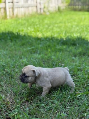 ÇOK ACİL SON BİR ADET DİŞİ FRENCH BULLDOG KALMIŞTIR