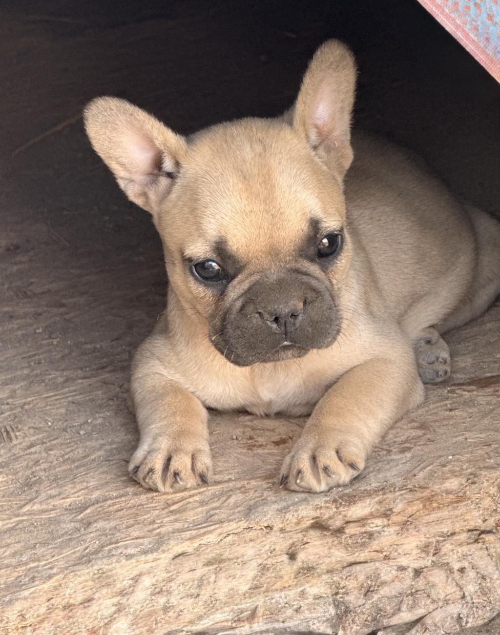 ÇOK ACİL SON BİR ADET DİŞİ FRENCH BULLDOG KALMIŞTIR