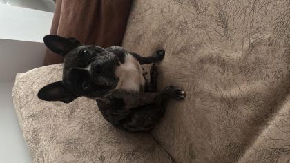 DİŞİ FRENCH BULLDOG