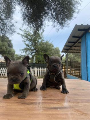 PREMİUM KALİTE FRENCH BULLDOG YAVRUSU