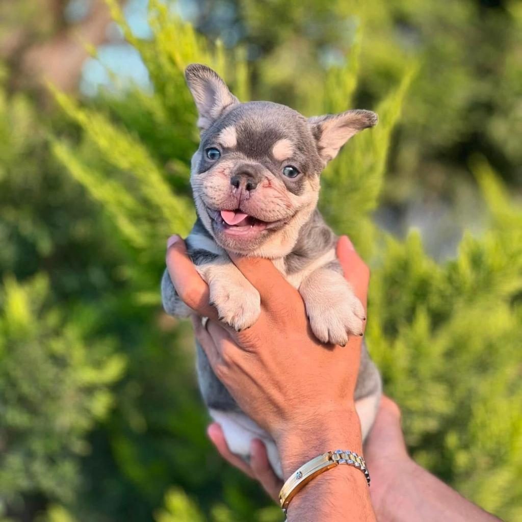 PREMIUM KALİTE LİLAK FRENCH BULLDOG YAVRUSU