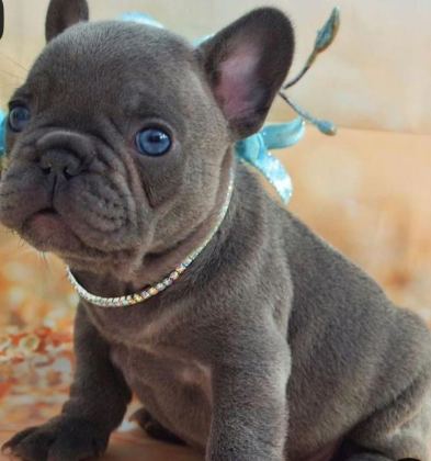 BLUE EXOTİC DİŞİ ERKEK FRENCH BULLDOG YAVRULARIMIZ