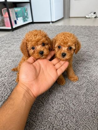 TOY POODLE BEBEKLERİMİZ TESLİME HAZIR