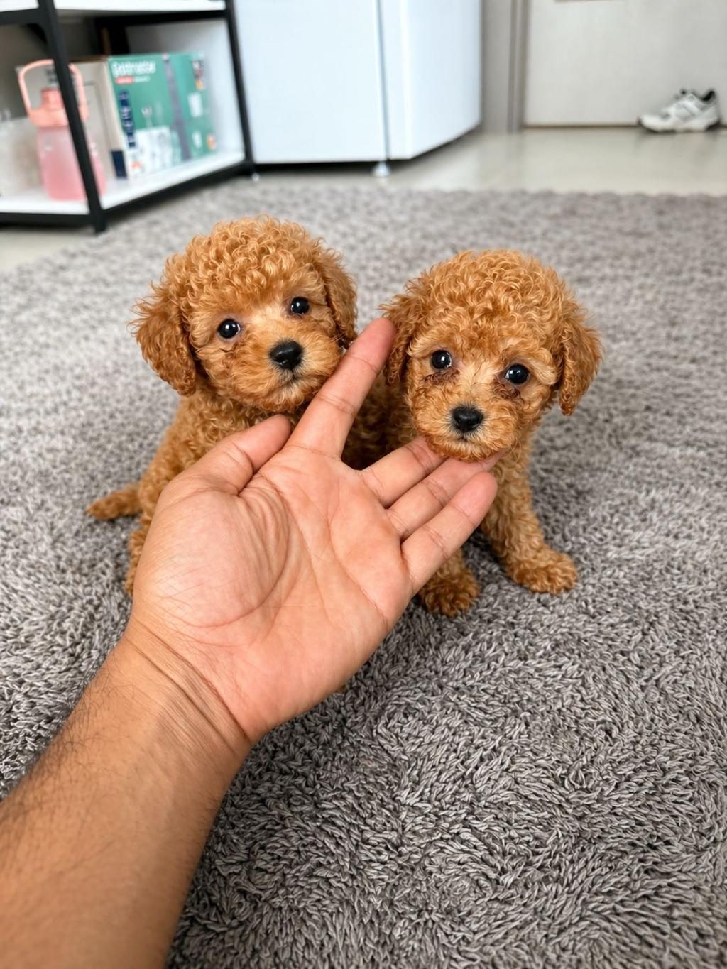 TOY POODLE BEBEKLERİMİZ TESLİME HAZIR