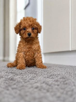 TOY POODLE BEBEKLERİMİZ TESLİME HAZIR