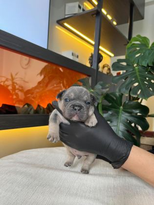 RENGARENK FRENCH BULLDOG YAVRULARIM REZERVEYE AÇIK