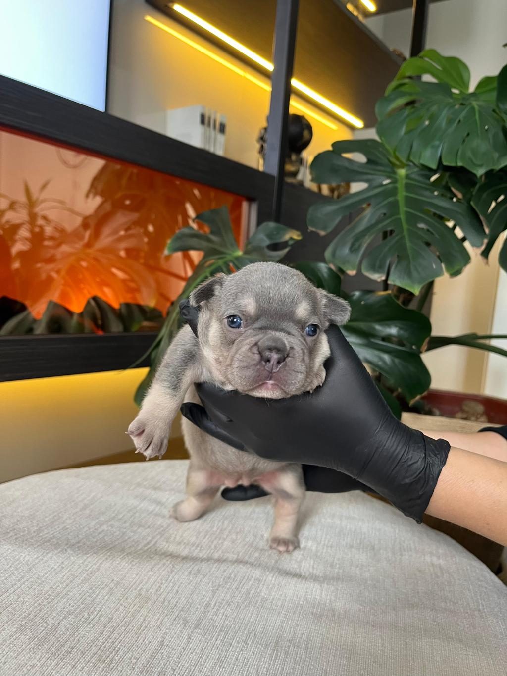 RENGARENK FRENCH BULLDOG YAVRULARIM REZERVEYE AÇIK