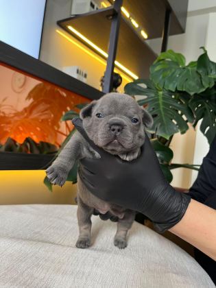 RENGARENK FRENCH BULLDOG YAVRULARIM REZERVEYE AÇIK