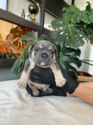 RENGARENK FRENCH BULLDOG YAVRULARIM EGZOTİK