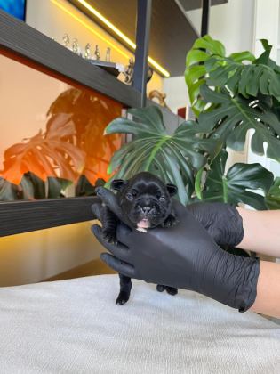RENGARENK FRENCH BULLDOG YAVRULARIM REZERVEYE AÇIK