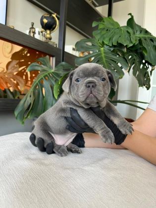 RENGARENK FRENCH BULLDOG YAVRULARIM EGZOTİK