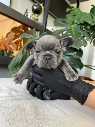 RENGARENK FRENCH BULLDOG YAVRULARIM EGZOTİK
