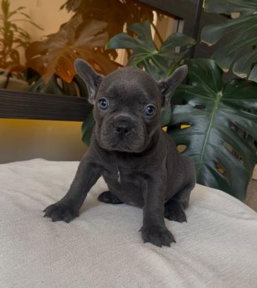 RENGARENK FRENCH BULLDOG YAVRULARIM EGZOTİK