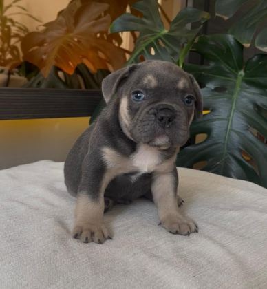 RENGARENK FRENCH BULLDOG YAVRULARIM EGZOTİK