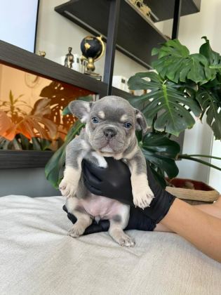 RENGARENK FRENCH BULLDOG YAVRULARIM EGZOTİK