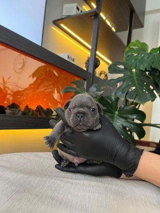 RENGARENK FRENCH BULLDOG YAVRULARIM REZERVEYE AÇIK