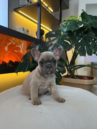 EGZOTİK FRENCH BULLDOG YAVRULAR HARİKA RENKLER VE ANATOMİ