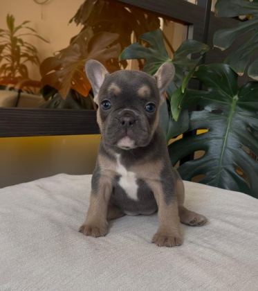 RENGARENK FRENCH BULLDOG YAVRULARIM EGZOTİK