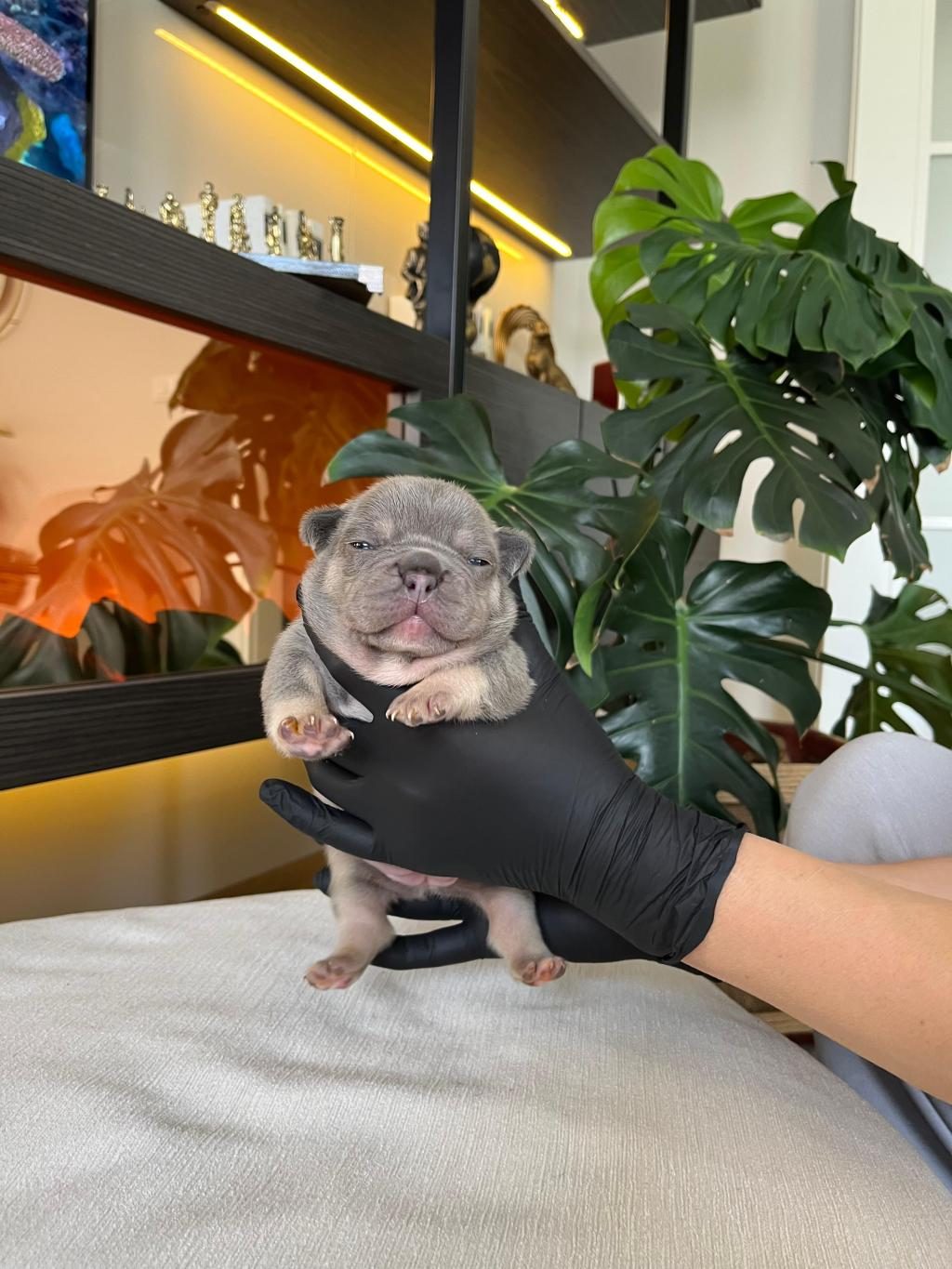 RENGARENK FRENCH BULLDOG YAVRULARIM REZERVEYE AÇIK