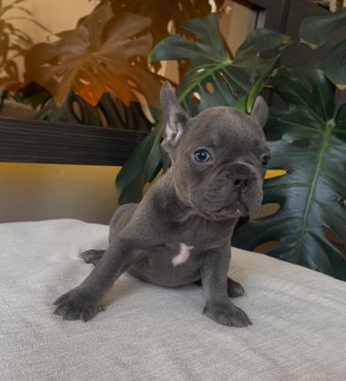 RENGARENK FRENCH BULLDOG YAVRULARIM EGZOTİK