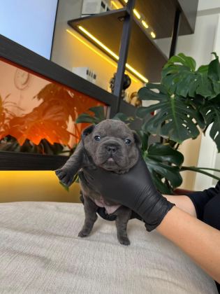 RENGARENK FRENCH BULLDOG YAVRULARIM REZERVEYE AÇIK