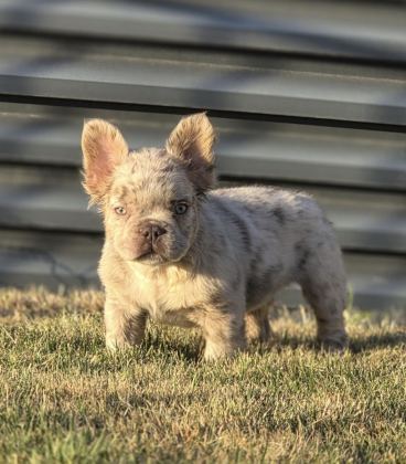 FLUFFY NEW SHADE İSABELLA MERLE FRENCH BULLDOG