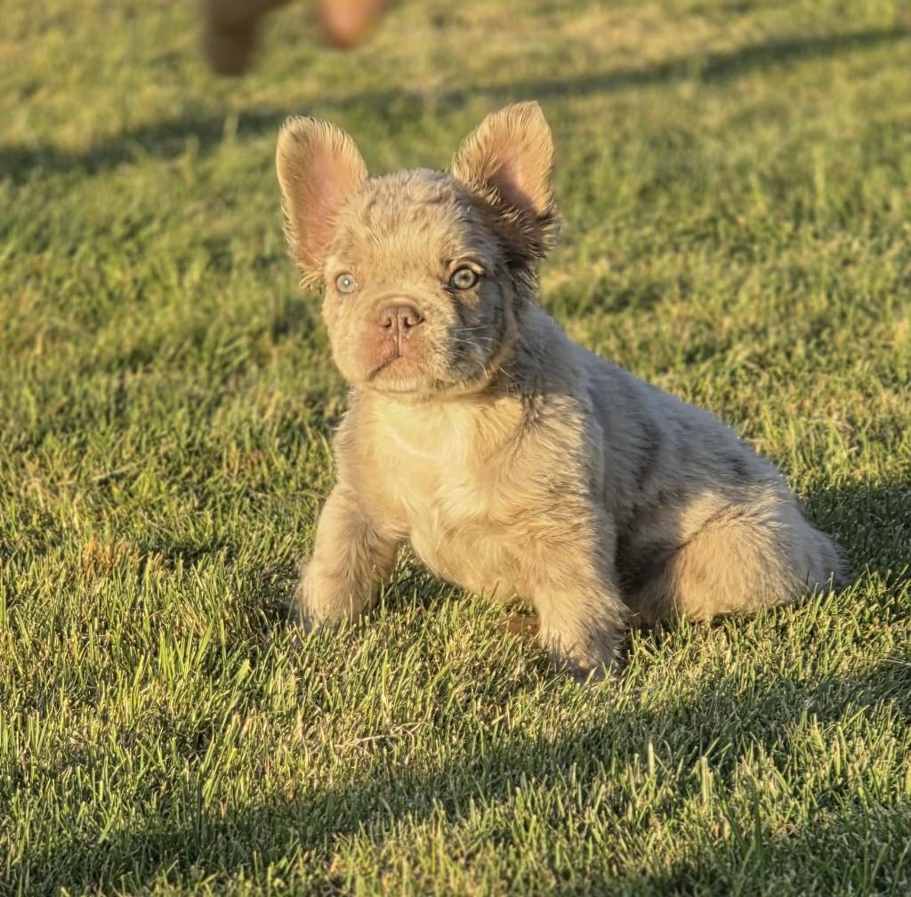 FLUFFY NEW SHADE İSABELLA MERLE FRENCH BULLDOG
