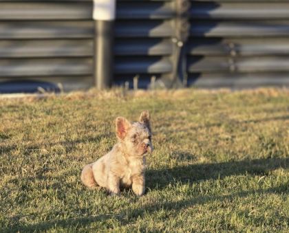 FLUFFY NEW SHADE İSABELLA MERLE FRENCH BULLDOG