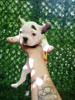 FRENCH BULLDOG 45 GÜNLÜK DİŞİ ANKARA