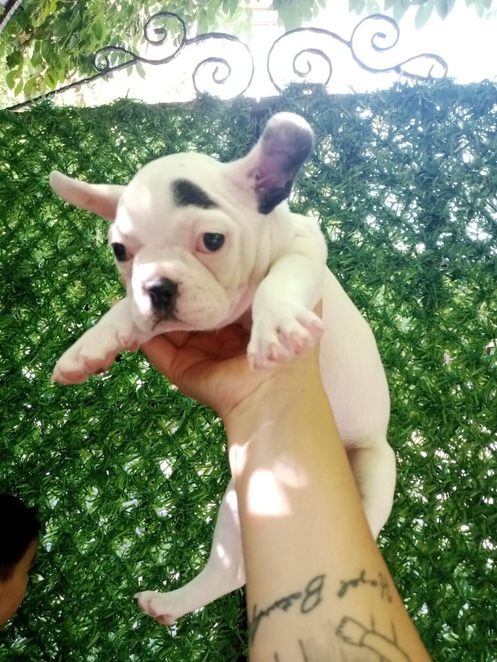 FRENCH BULLDOG 45 GÜNLÜK DİŞİ ANKARA