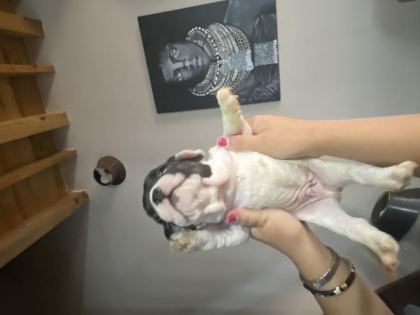 FRENCH BULLDOG ERKEK