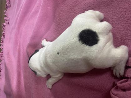 FRENCH BULLDOG 25 GÜNLÜK YAVRU