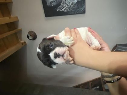 FRENCH BULLDOG ERKEK