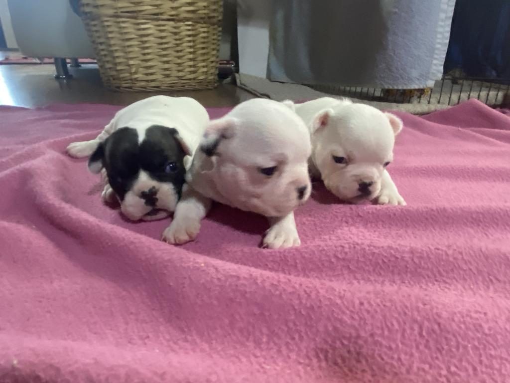 FRENCH BULLDOG 25 GÜNLÜK YAVRU