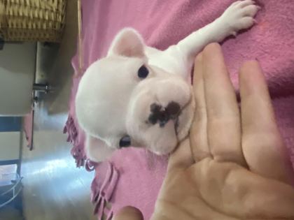 FRENCH BULLDOG 25 GÜNLÜK YAVRU