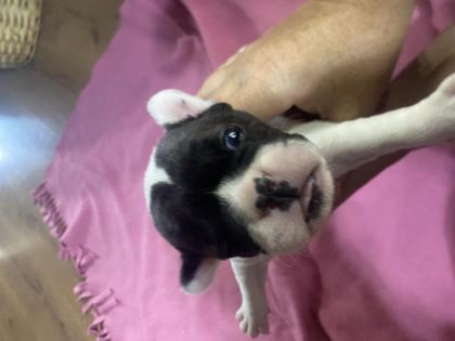 FRENCH BULLDOG 25 GÜNLÜK YAVRU