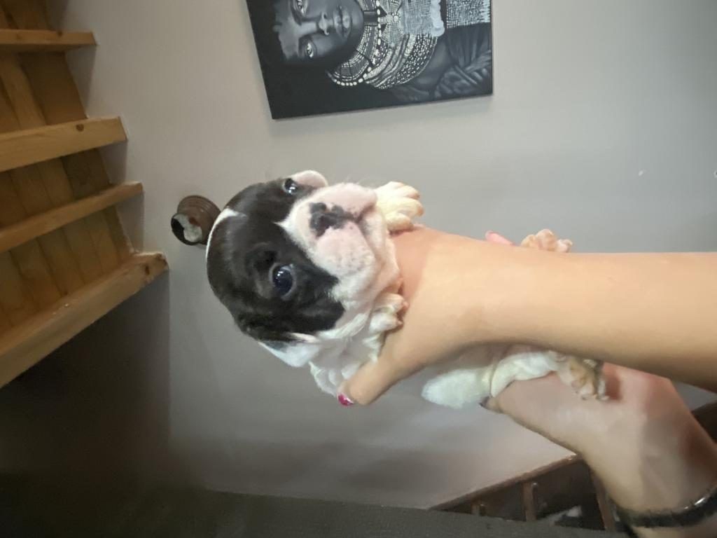 FRENCH BULLDOG ERKEK