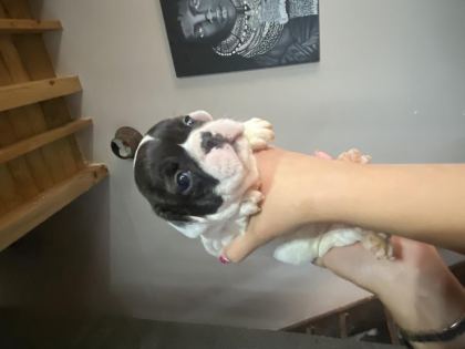 FRENCH BULLDOG ERKEK