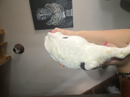 FRENCH BULLDOG ERKEK