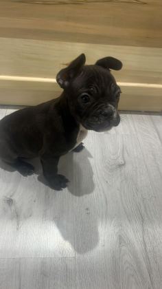 UYGUNA 5 AYLIK FRANSIZ BULLDOG