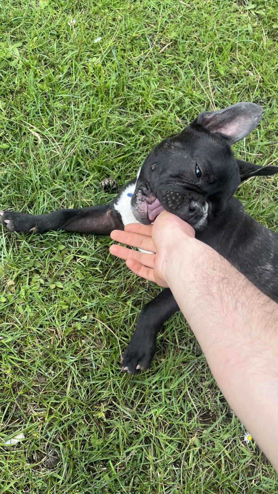 UYGUNA 5 AYLIK FRANSIZ BULLDOG
