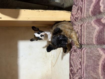 SON DİŞİ FRENCH BULLDOG GÜNÜ GELEN AŞILARI YAPILDI