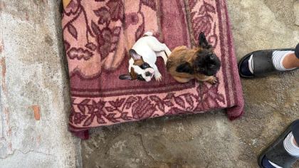 SON DİŞİ FRENCH BULLDOG GÜNÜ GELEN AŞILARI YAPILDI