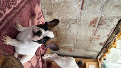 SON DİŞİ FRENCH BULLDOG GÜNÜ GELEN AŞILARI YAPILDI