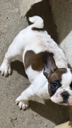 SON DİŞİ FRENCH BULLDOG GÜNÜ GELEN AŞILARI YAPILDI