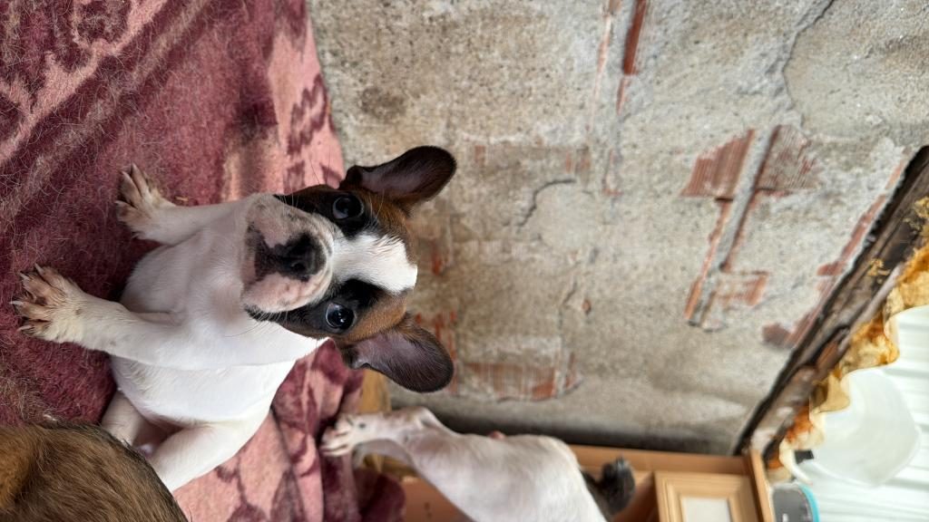 SON DİŞİ FRENCH BULLDOG GÜNÜ GELEN AŞILARI YAPILDI