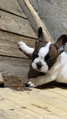 SON DİŞİ FRENCH BULLDOG GÜNÜ GELEN AŞILARI YAPILDI